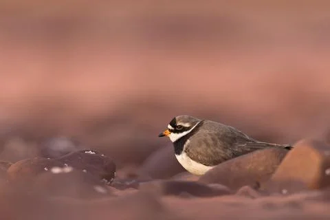 Small Ringed Plover  bird perched atop a rocky hill made of stones and pebbles Stock Photos