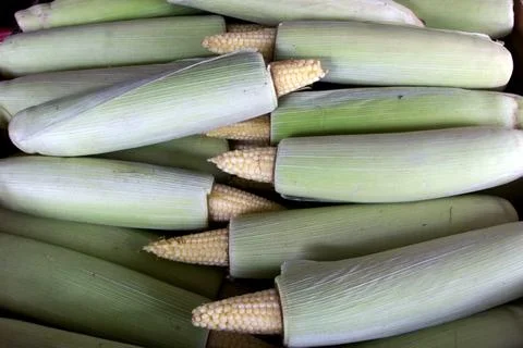 Small ripe corn clusters Stock Photos