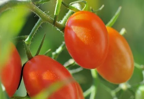 Small ripe tomatoes Foto stock