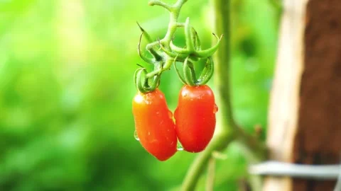 Small ripe tomatoes in a vegetable garden Stock Footage 243544201