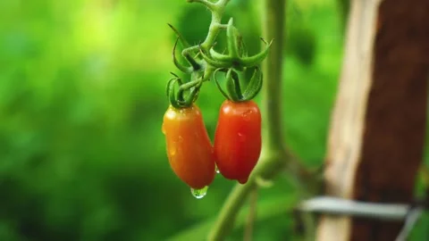 Small ripe tomatoes in a vegetable garden Stock Footage 243544205