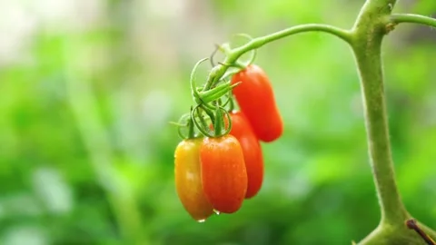 Small ripe tomatoes in a vegetable garden Stock Footage 243544218