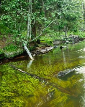 Small river with algae in a green deciduous forest Stock Photos
