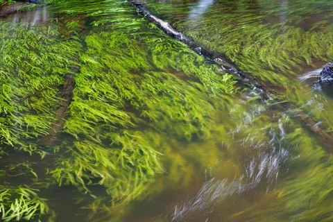 Small river with algae in a green deciduous forest Stock Photos