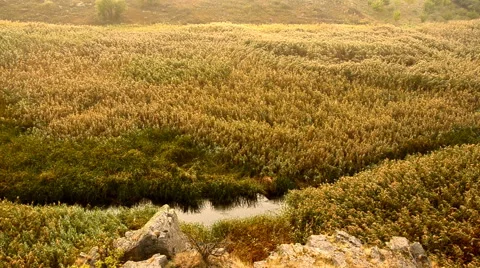 Small river among tall grass  Stock Footage 59004998