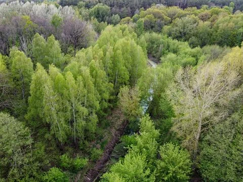 A small river among the trees in spring, aerial view. Forest river. Stock Photos