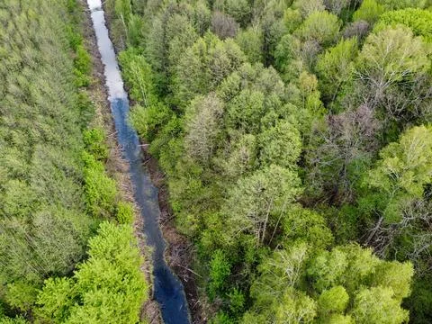 A small river among the trees in spring, aerial view. Forest river. Stock Photos