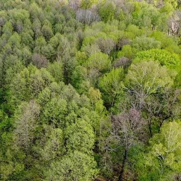 A small river among the trees in spring, aerial view. Forest river. Stock Photos