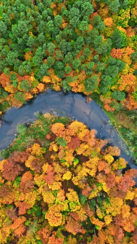 Small river and colorful forest in autumn, aerial view Stock Footage 346616920