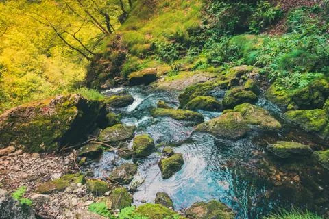 Small river and forest Stock Photos