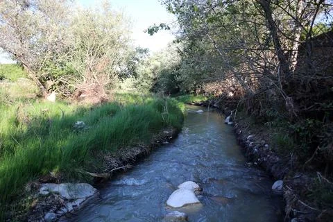 A small river and trees Stock Photos