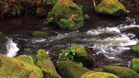 Small River in Autumn, Eifel Highlands, Germany Stock Footage 93394307