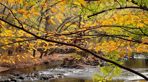 Small river in autumn forest Video stock 34394839