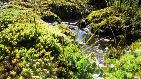 Small River in Autumn Forest Видео 91505544
