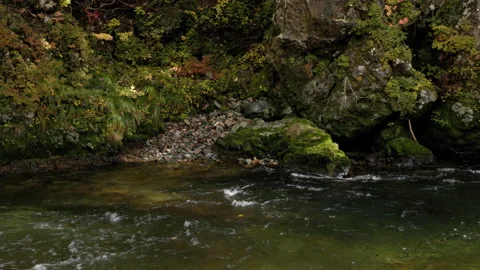 Small river in the autumn forest. Panning footage. Stock Footage 221418371