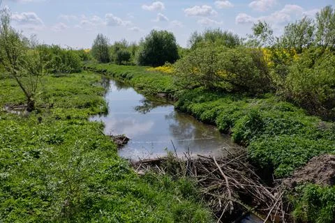 Small river with beavers dam in springtime midday, Podlaskie Voivodeship, Pol Foto stock