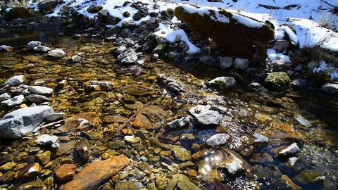 Small river in a beech forest in national park kalkalpen, austria Stock Footage 127631897
