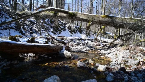 Small river in a beech forest in national park kalkalpen, austria Stock Footage 127632034