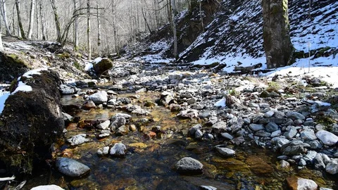 Small river in a beech forest in national park kalkalpen, austria Stock Footage 127632047