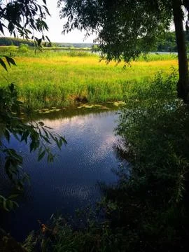 Small river between a field and trees. Stock Photos