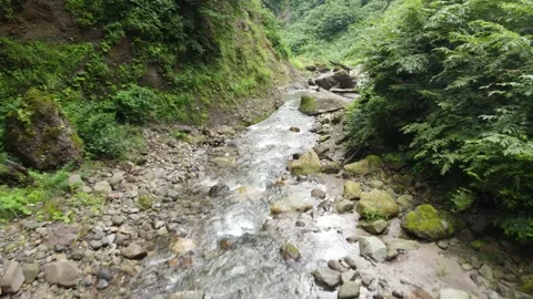 Small river in between the forest Stock Footage 261273789