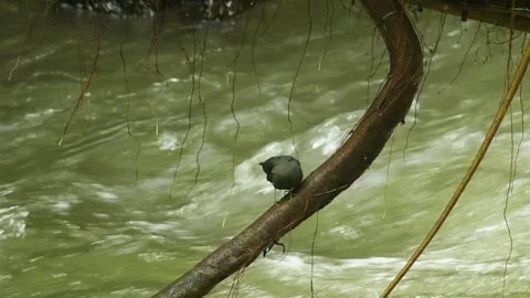 Small river bird on a vine above the Cupatitzio River Stock Footage 346621494