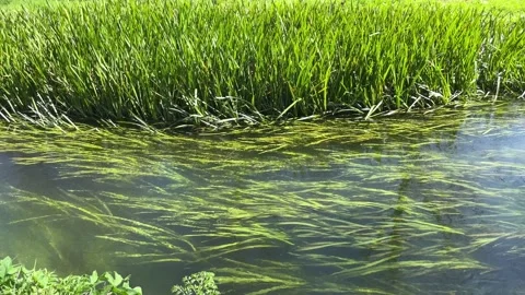 Small river of calm waters with aquatic plants (Acorus calamus) of different  Stock Footage 186022655