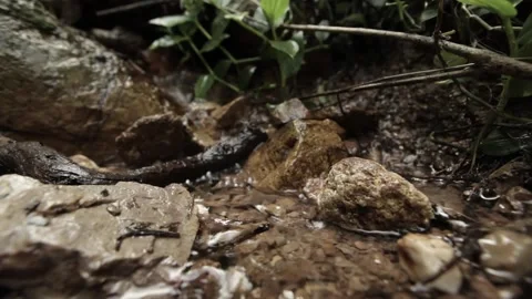 Small river at Cayman Island forest 스톡 동영상 146456631