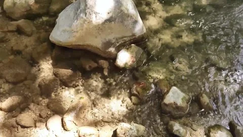 A small river with clear water in  green summer forest Stock Footage 278041365