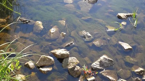 Small River Close Up Stock Footage 102520412