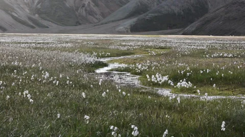 Small river in cotton grass field on a sunset, Iceland Stock Footage 33796423