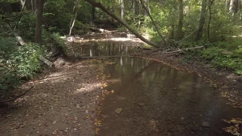 Small river creek stream in the forest. Trees and forest with sun and shade. Stock Footage 252774530