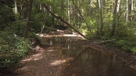 Small river creek stream in the forest. Trees and forest with sun and shade. Stock Footage 252774954