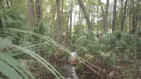Small river creek stream in the forest. Trees and forest with sun and shade. Stock Footage 256230523