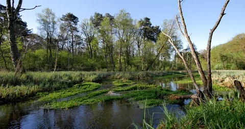 Small river crossing green meadow. Stock-Footage 88879573