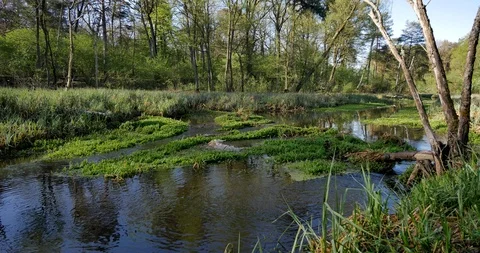 Small river crossing green meadow. 動画素材 88879783