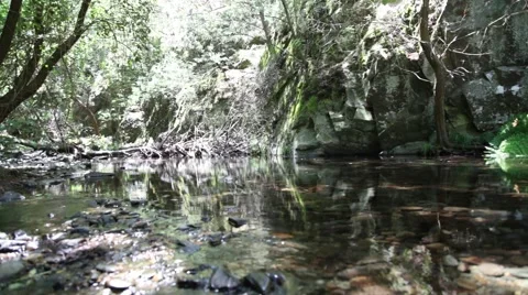 Small river with crystal clear water Stock-Footage 55804647