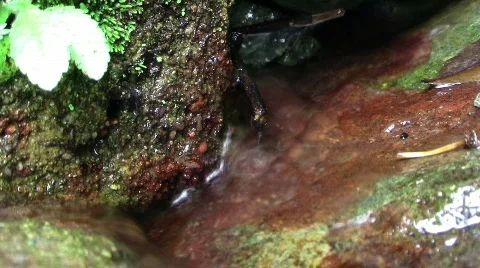 Small River Current 库存影片 264249