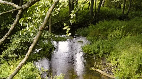 Small river in deep forest Video stock 94641912