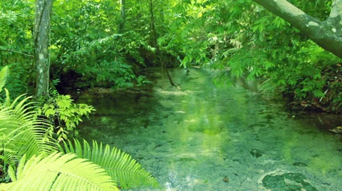 Small river in deep forest, mountain stream in the deep forest Video stock 37759728
