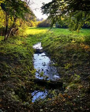 Small river deep in forest. Nature composition. Stock Photos