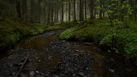 Small river deep in the magic forest Stock Footage 60656685