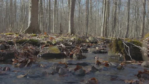 Small River Deep in the Woods Vídeo Stock 235222882