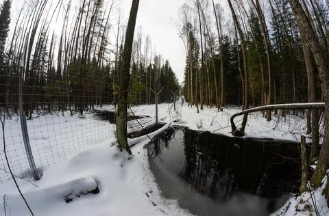 A small river in a dense winter snow-covered forest through which the border  Stock Photos