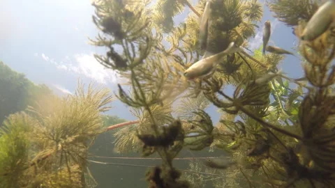 Small river fish feed on grass. Stock Footage 169793317