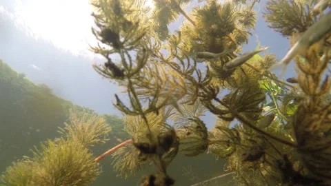 Small river fish feed on grass. Stock Footage 169793456