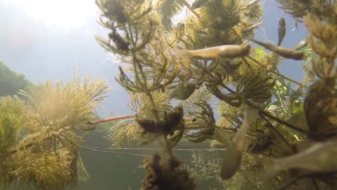 Small river fish feed on grass Stock Footage 169793740