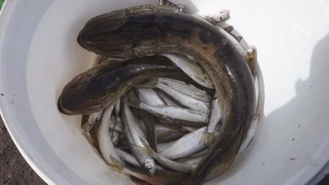 A small river fish floats in a rectangular plastic bucket . 스톡 동영상 96293164