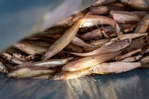Small river fish in a plastic bag, freshly caught fish, Ganges River, Padma Stock Photos