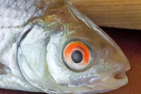 A small river fish presents closeup. Stock Photos